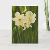 Fotografía floral:  Narciso de la Primavera Blanca