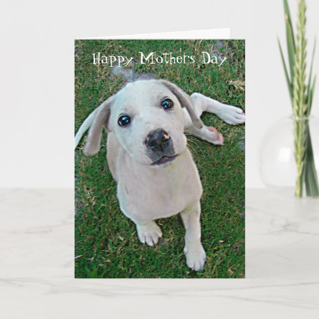 Tarjeta fotografiar al perro cachorro blanco Feliz día de  (Anverso)