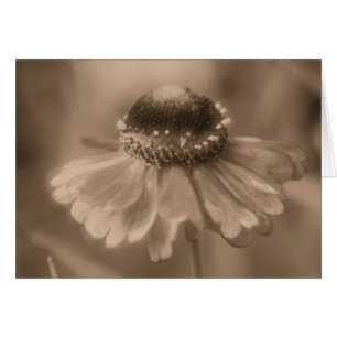 Tarjeta fotográfica Aged Sepia Daisy Flower
