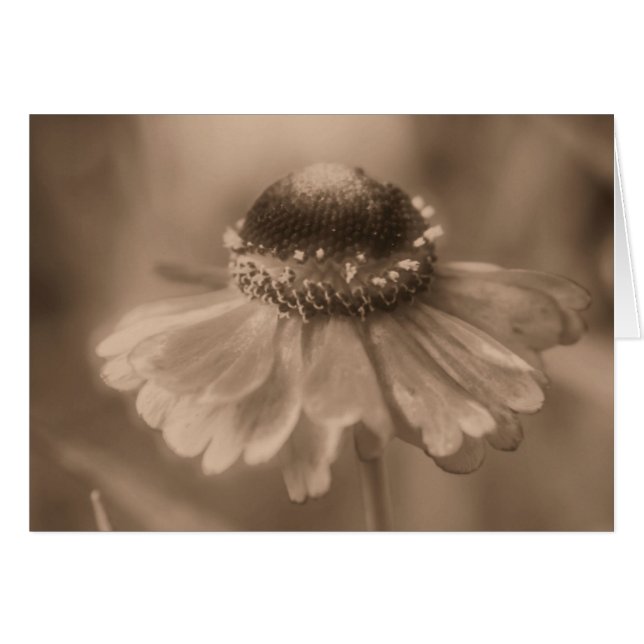 Tarjeta fotográfica Aged Sepia Daisy Flower (Anverso (Horizontal))