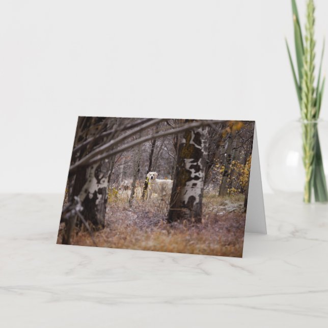 Tarjeta fotográfica Blank Golden Retriever (Anverso)