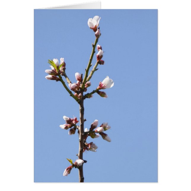 Tarjeta fotográfica Blossom (Frente)