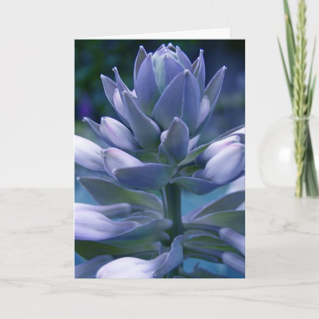 Tarjeta fotográfica Blue Hosta (Anverso)