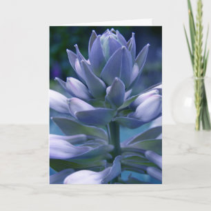 Tarjeta fotográfica Blue Hosta