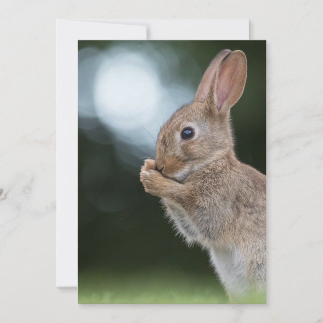 Tarjeta fotográfica Bunny de Pascua (Anverso)