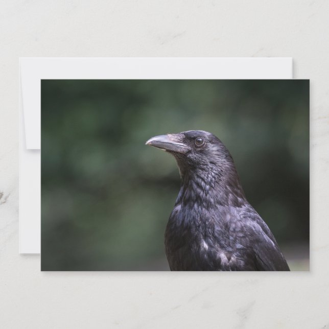 Tarjeta fotográfica Carrion Crow (Anverso)