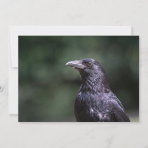 Tarjeta fotográfica Carrion Crow