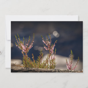 Tarjeta fotográfica común Heather Nature