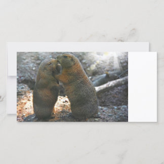 Tarjeta fotográfica con pareja de marmotas lindas