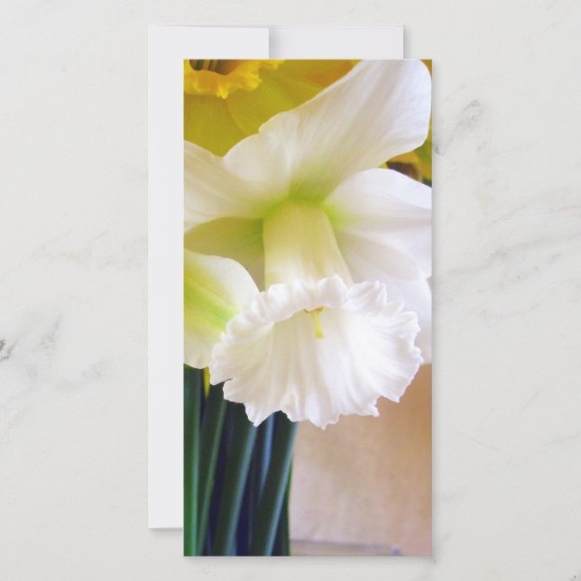 Tarjeta fotográfica Daffodil blanca (Anverso)