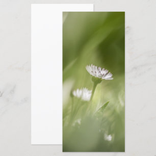 Tarjeta fotográfica Daisy Nature