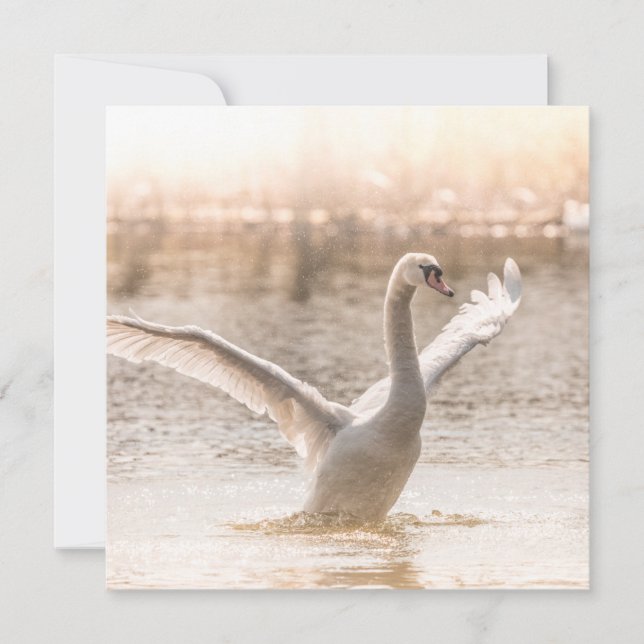 Tarjeta fotográfica de cisne blanco (Anverso)