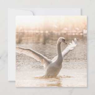 Tarjeta fotográfica de cisne blanco