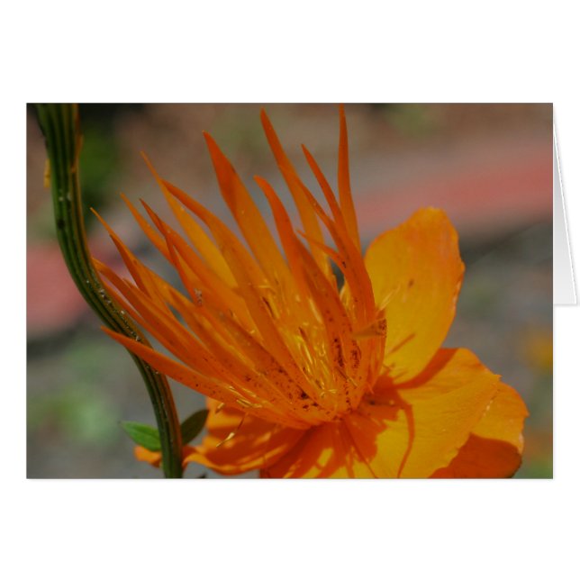 Tarjeta fotográfica de flores amarillas naranja (Anverso (Horizontal))