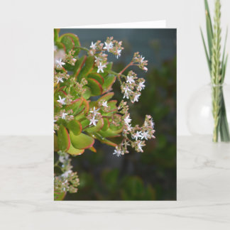 Tarjeta fotográfica de flores de jade