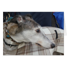 Tarjeta fotográfica de Greyhound