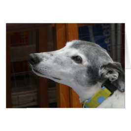 Tarjeta fotográfica de Greyhound