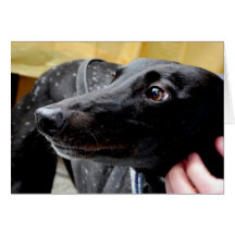 Tarjeta fotográfica de Greyhound