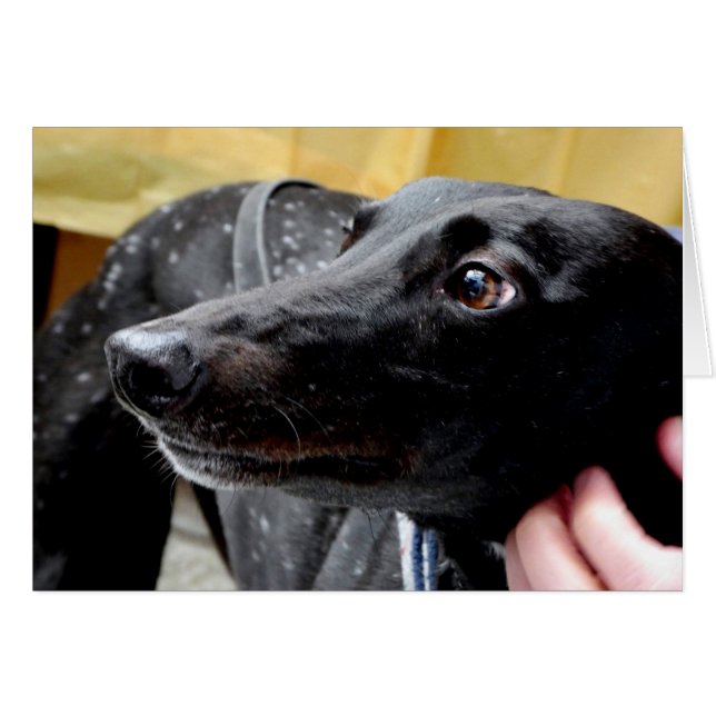 Tarjeta fotográfica de Greyhound (Anverso (Horizontal))