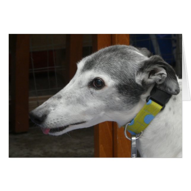 Tarjeta fotográfica de Greyhound (Anverso (Horizontal))