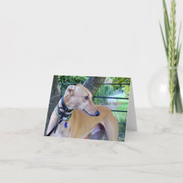 Tarjeta fotográfica de Greyhound (p9)