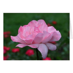 Tarjeta fotográfica de la flor rosa rosa fuerte