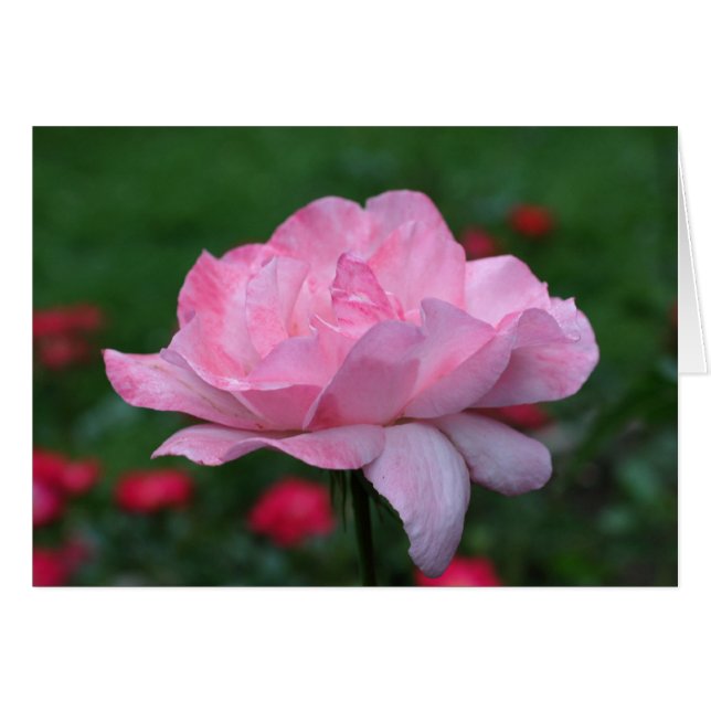 Tarjeta fotográfica de la flor rosa rosa fuerte (Anverso (Horizontal))
