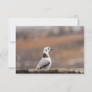 Tarjeta fotográfica de la joven gaviota