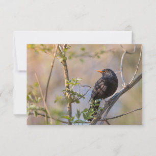 Tarjeta fotográfica de la naturaleza de Blackbird