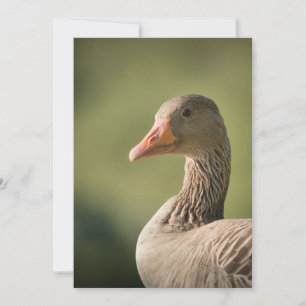 Tarjeta fotográfica de la naturaleza de Goose