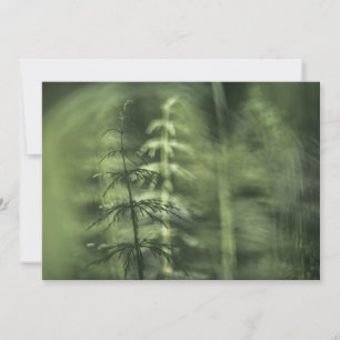 Tarjeta fotográfica de la naturaleza de la equitac