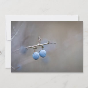 Tarjeta fotográfica de la naturaleza de la espina 