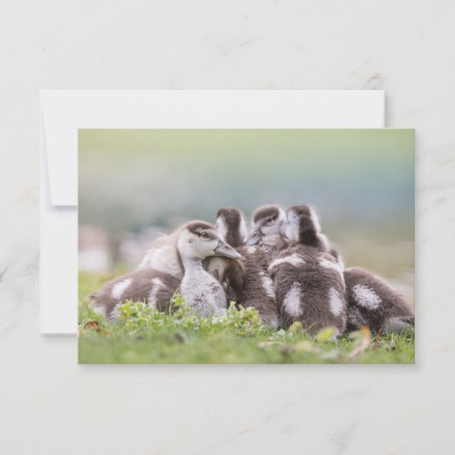 Tarjeta fotográfica de la naturaleza de las chicas (Anverso)