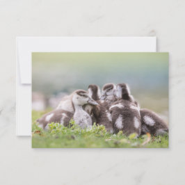 Tarjeta fotográfica de la naturaleza de las chicas