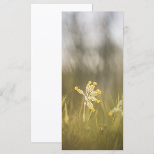 Tarjeta fotográfica de la naturaleza de las flores (Anverso / Reverso)