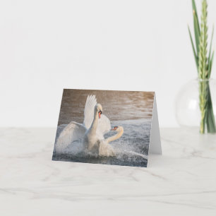 Tarjeta fotográfica de la naturaleza de los cisnes