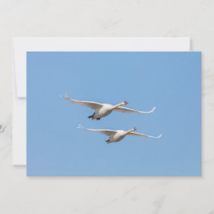 Tarjeta fotográfica de la naturaleza de los cisnes
