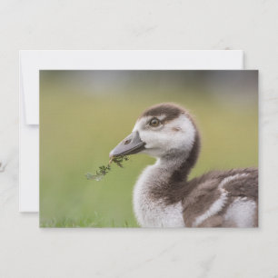 Tarjeta fotográfica de la naturaleza de los pollue