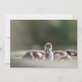 Tarjeta fotográfica de la naturaleza de los pollue