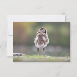 Tarjeta fotográfica de la naturaleza de los pollue