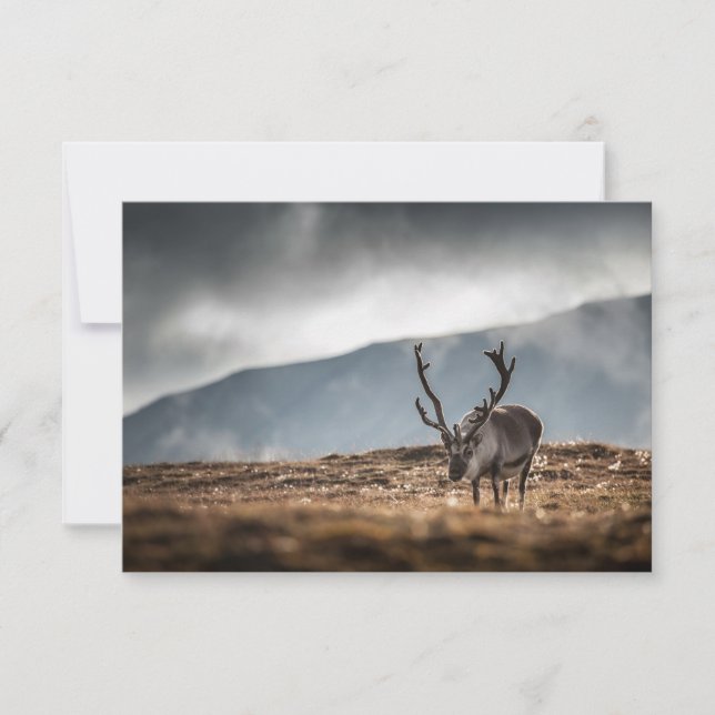 Tarjeta fotográfica de la naturaleza de los renos  (Anverso)