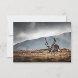 Tarjeta fotográfica de la naturaleza de los renos 