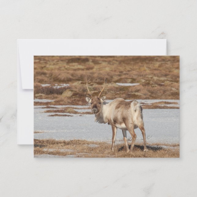 Tarjeta fotográfica de la naturaleza de los renos (Anverso)