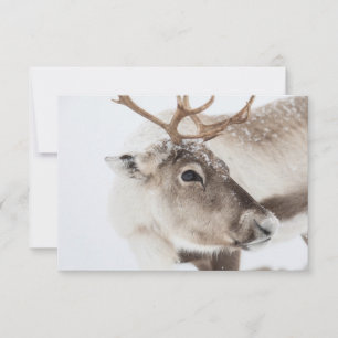 Tarjeta fotográfica de la naturaleza de los renos