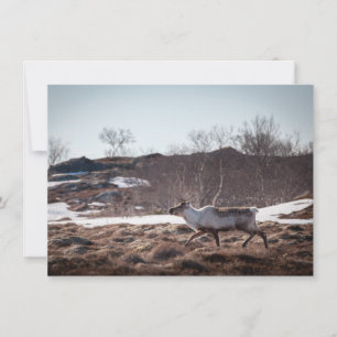 Tarjeta fotográfica de la naturaleza de los renos