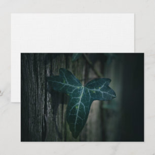 Tarjeta fotográfica de la naturaleza de marfil osc
