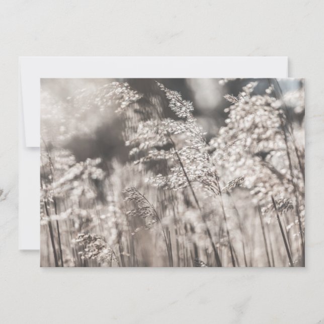 Tarjeta fotográfica de la naturaleza de Reed (Anverso)