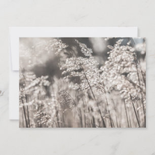 Tarjeta fotográfica de la naturaleza de Reed