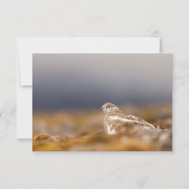 Tarjeta fotográfica de la naturaleza de Svalbard P (Anverso)