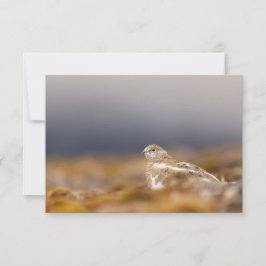 Tarjeta fotográfica de la naturaleza de Svalbard P